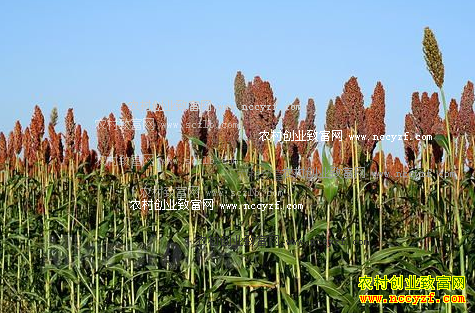 2016������۸�����Ԥ�⣺��������Ӧ��������������