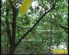 [ũ�����]������������ˮ���������༼����Ƶ