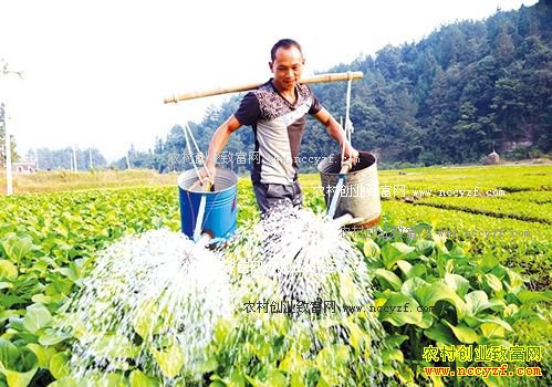 �߲˽�ˮʲôʱ��� �߲˽�ˮע��ɶ