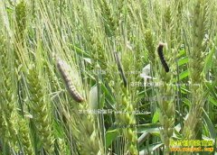 2016�갲��С�󲡳��ƫ�ط���