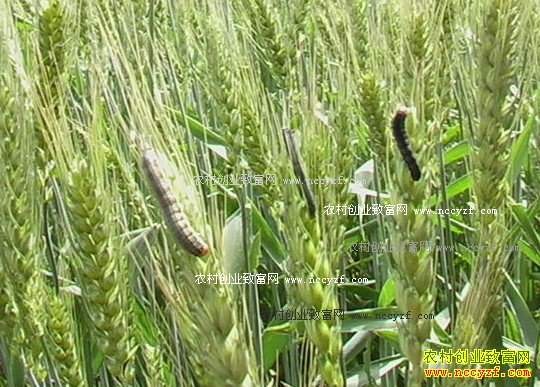 2016�갲��С�󲡳��ƫ�ط���