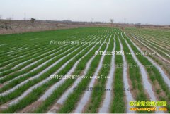 С���ﲥ���ּ���Ҫ��