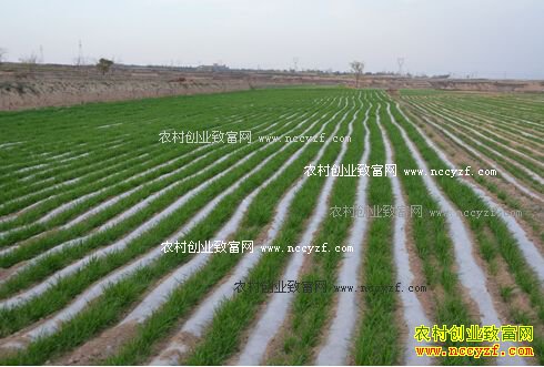 С���ﲥ���ּ���Ҫ��