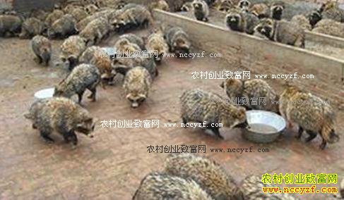 未来农村有哪些项目最赚钱?8个农村创业致富项目