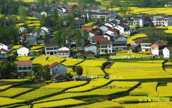 未来农村有哪些项目最赚钱?8个农村创业致富项目