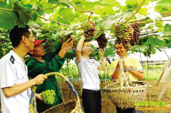 未来农村有哪些项目最赚钱?8个农村创业致富项目