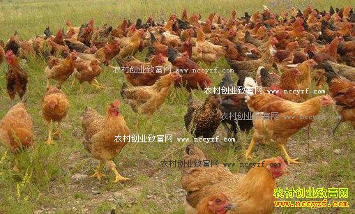 未来农村有哪些项目最赚钱?8个农村创业致富项目