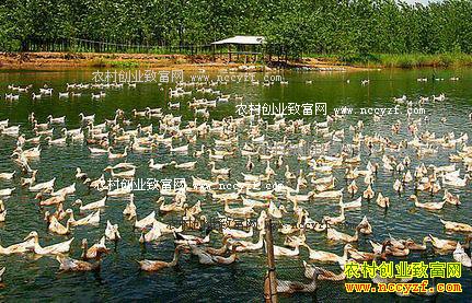 未来农村有哪些项目最赚钱?8个农村创业致富项目