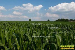 2016�����׼۸����飺�����ճɲ����� ���������ײ���Ǯ