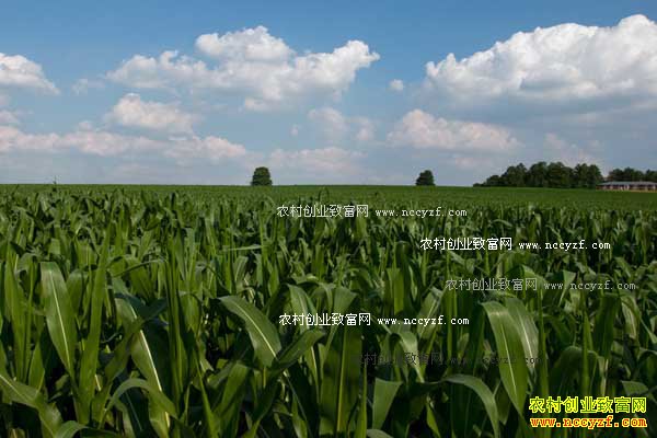 ����������׬Ǯ�������ճɲ����� �����ײ���Ǯ