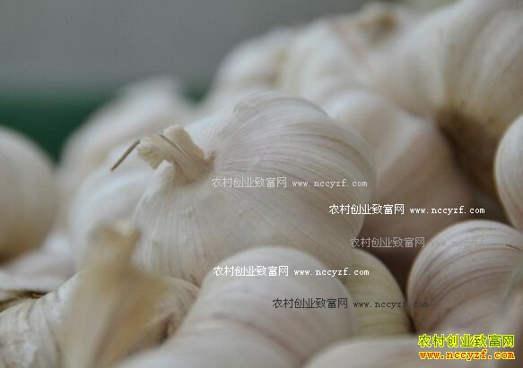 2016�����۸����飺����ꡰţ�С�������ͷ��