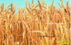 2016��10��С����Ƥ�۸����飺˫��ЧӦ С��۸��������