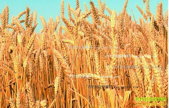 2016��10��С����Ƥ�۸����飺˫��ЧӦ С��۸��������