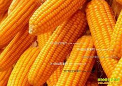 2016�����׼۸�����Ԥ�⣺���׼۳������Ժ��л�����µ�