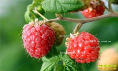 �����Ӷ���Ǯһ�2017��3��30�ո����Ӽ۸�����