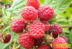 �����ӹ�Ч����ֲǰ������ֲ����Ҫ��