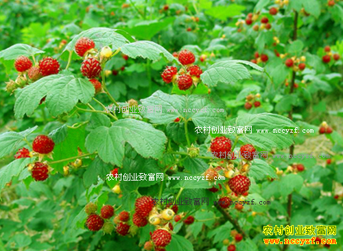 �����ӹ�Ч����ֲǰ������ֲ����Ҫ��