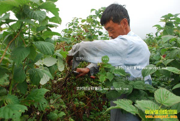 �����ӹ�Ч����ֲǰ������ֲ����Ҫ��