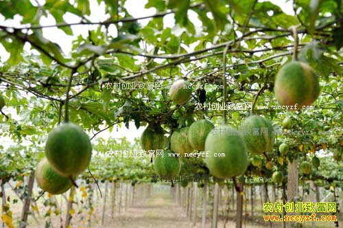 ����������������ֲ���ϣ����䣩ÿĶ����5000Ԫ