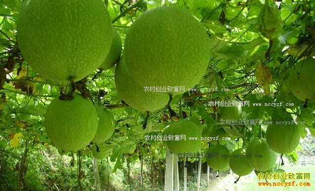 ����������������ֲ���ϣ����䣩ÿĶ����5000Ԫ