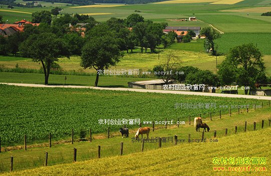 ������������ũҵ������徭��