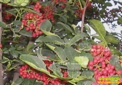 �ֻ���׬Ǯ ���콭�����ѻ���ֲ8Ķ������׬ʮ����