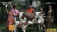 [ũ�����]������ţΪɶţ ������ţ��ֳ��Ƶ