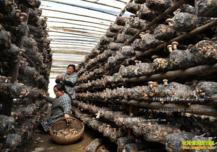 ɽ����ϼ����ƻ��֦��ҡ���䱦��ֲʳ�þ�