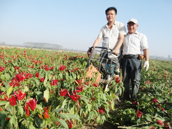 ɽ��������Ķ�ձ���ӥ�������������� Ķ��������ǧԪ