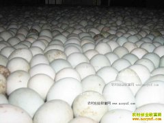 �쵰����Ǯһ����2017��1��10�����¶쵰�۸�����