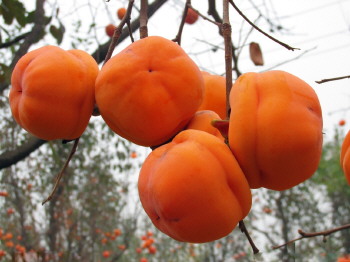 �������ȥ��ɬζ����������ɬ�����ַ���