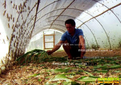 ������ֳǰ��������������·�� ��ֳ���ƺ�׬Ǯ