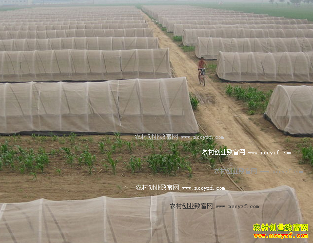 ������ֳǰ��������������·�� ��ֳ���ƺ�׬Ǯ