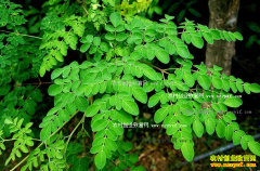 2017年种植业什么项目最赚钱