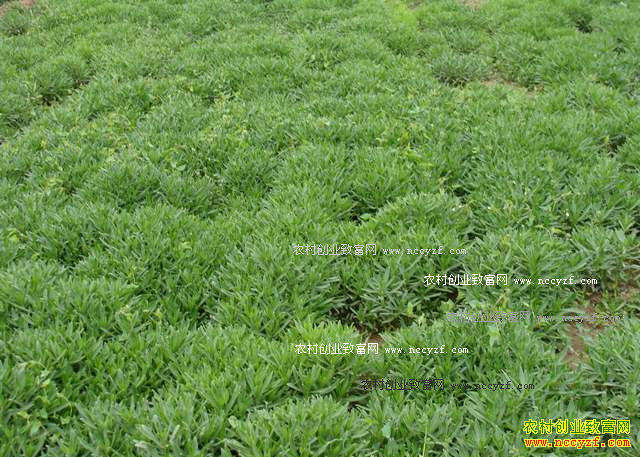 2017����ֲʲô��׬Ǯ-�߸Ʋ�