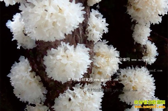 2017����ֲʲô��׬Ǯ-�ľ����