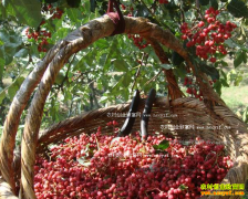 2018��12��1���������ǻ����۸�����