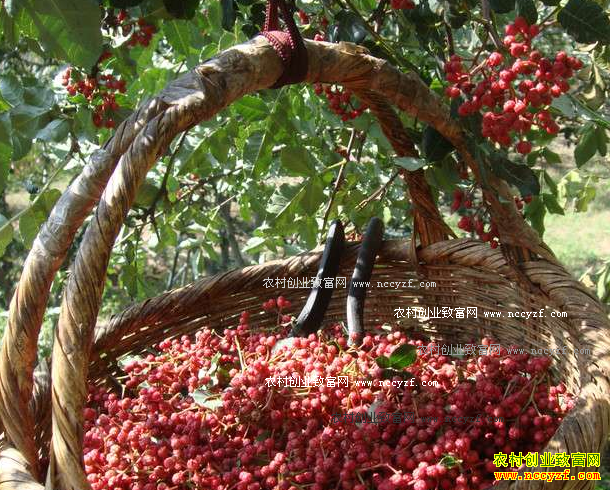 ��������Ǯһ�2016��10��28�����»����۸�����