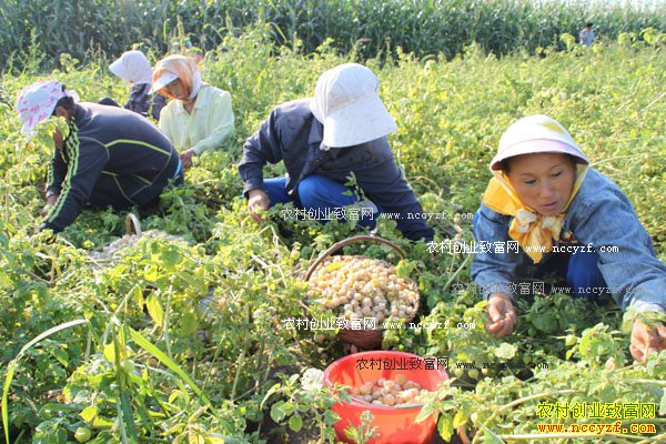 ��ֲ����׬Ǯ������������������ֲ����110Ķ������50��Ԫ