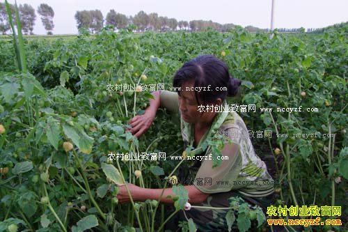 ��ֲ����׬Ǯ������������������ֲ����110Ķ������50��Ԫ