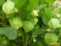 ������ֲ���� ��ɫ���ﹽ��߲����༼��