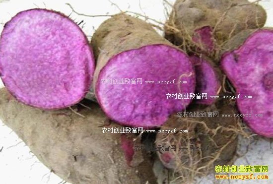 2017����ֲʲô��׬Ǯ-��ɽҩ