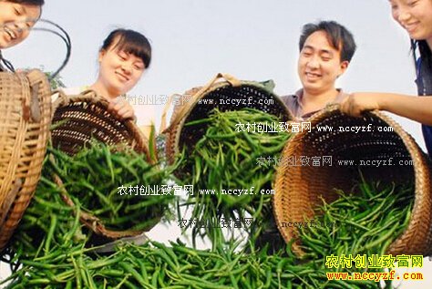 农村创业怎样选择致富项目?