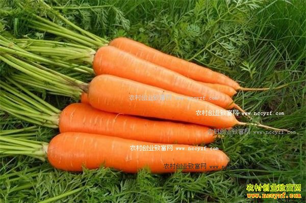 2016����ܲ��۸����飺���ܲ��۸����͹�