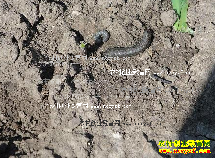 �߲���ֲ�������ε��º��棿