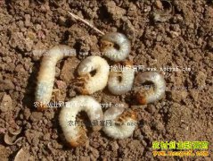 �߲���ֲ�������ε��º��棿