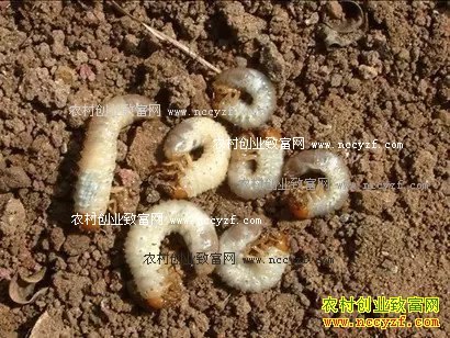 �߲���ֲ�������ε��º��棿