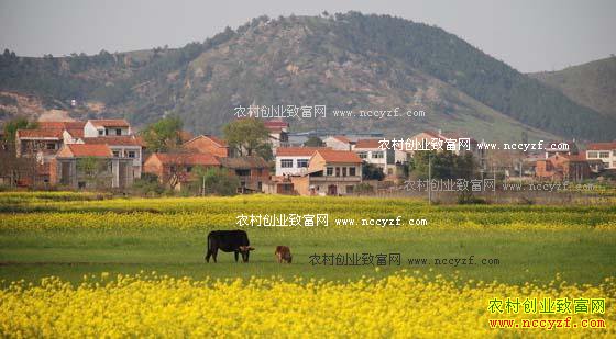 ���������ô�㣿�Ƽ�����������ģʽ���ɹ�����