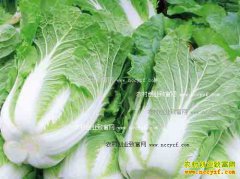 2016���ײ˼۸����飺������ײ����м۸���������