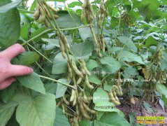 2017����ֲ��׬Ǯ�� δ���ִ��Ǹ�����